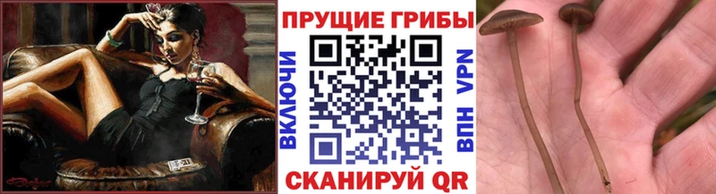 мега рабочий сайт  Челябинск  Псилоцибиновые грибы Psilocybine cubensis 